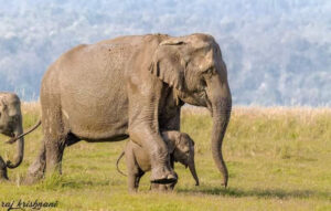 About Jim Corbett Online Safari