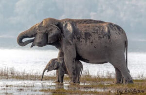 🌿 About Jim Corbett Online Safari