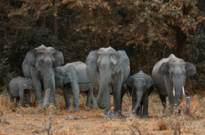 WELCOME TO JIM CORBETT ONLINE SAFARI